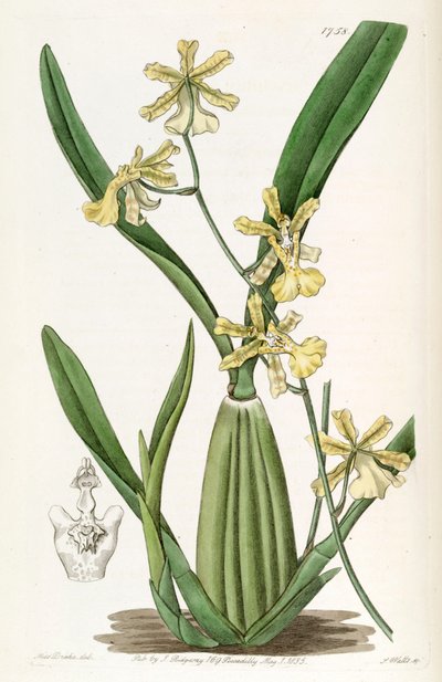 Oncidium citrinum door Miss Drake